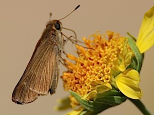 Ocola Skipper